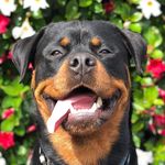 jake the Rottweiler - @rottweilerjake - Instagram