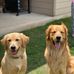 Jake &amp; Ruby Goldens - Facebook