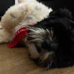 Jake🐾🐶 - @jake__sally - Instagram