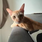 Jake J.K. Sally - @jake.thecatofjonhjust - Instagram
