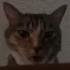Jake Sandoval  - @jakesandoval001 - TikTok