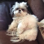 Jake Schlesinger - @schlespuppy - Instagram