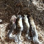 Jake Shipley - @farmboy890 - Instagram