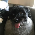 Jake Silverman - @the__doggo__man - Instagram
