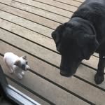 Stryker & Jake - @stryker_jake - Instagram