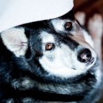 Jake Teague - @pacificpuppics - Instagram