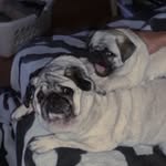 Jake and Pearl Tiller - @jp_thepugs - Instagram