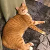 Jaketheholywheat - @jkaetheholywheat - TikTok