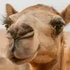 Jake Whitaker - @spiinxcamels241 - TikTok