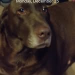 Jakob Casey - @bulletdog1 - Instagram