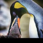 @jakob_chambersp - Instagram
