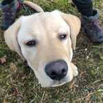Jakob Douglas - @blue_the_fluffer - Instagram