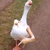 Jakob Marsh - @jakobmarsh - TikTok