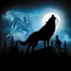 Sardasht - @jalilmohammadi583 - TikTok