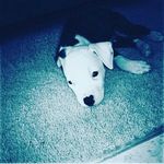 Jalon Williams - @336_jaymixed - Instagram