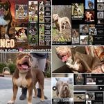 Jalon Williams - @pitbully_lovecamp - Instagram