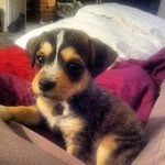 Jamaal Manni - @jamaalmanni - Instagram