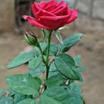 Jamal Udin - Facebook