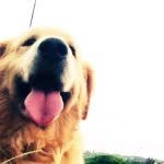 Jamal The Golden - @jamal_golden - Instagram