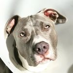 Jamal Gray - @jamal_gray_amstaff - Instagram