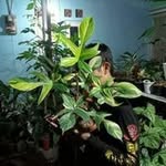 Jamal Hamadi - @jamalhamadiplantshop - Instagram
