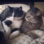 Jamal Hashem - @kovu_plus_kiara - Instagram