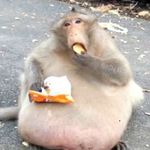 Hart Jamal Hayden - @the_monkey_tikler4000 - Instagram