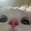 blub - @hazelnutjamalkaput - TikTok