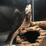 Patrick Abisha Jamal Odom - @patrickthebeardie - Instagram