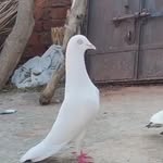 Jamal Qureshi Qureshi - @jamal_qureshi______ - Instagram