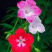 Jamal Rahman - Facebook