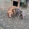 SHART BASS K9 KENNEL - @jamar.henry7 - TikTok