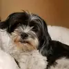 Jameesmith7 - @jameesmith77 - TikTok