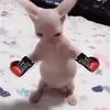user4222595560431 - @jamesdabear - TikTok