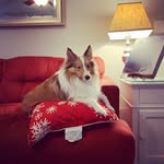 James Borton - @james.abrams.tank - Instagram