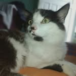𝚓𝚊𝚖𝚎𝚜_𝙰𝚌𝚔𝚎𝚛𝚖𝚊𝚗 - @jam3s_cat - Instagram