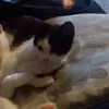 ian James francic addicott - @ian.storky - TikTok