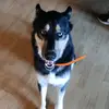 James Adkinson - @james.adkinson - TikTok