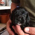 James Agnew - @mychevyg20 - Instagram