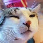 James Ako - @james_cutecat - Instagram