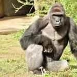 James Aslinger - @uncleharambe97 - Instagram