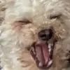BUDDY IS CUTE - @james.rasmussen8 - TikTok