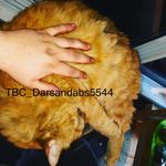 Darcy James Ayotte - @darsan_tbc_420 - Instagram