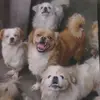 Stray dog home - @jamesbarrera705 - TikTok
