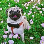 Prince James Bartels 👑 - @prince___thepug - Instagram
