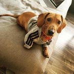 Remy James Batiste - @remythewienerpup - Instagram
