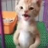 jamesbazant08 - @...memecentral - TikTok