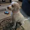 James Beane - @flufferdoodlekloe - TikTok