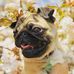 General James Beans: Pug of Principle - Facebook