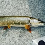 James Beebe - @james_beebe_fishing - Instagram